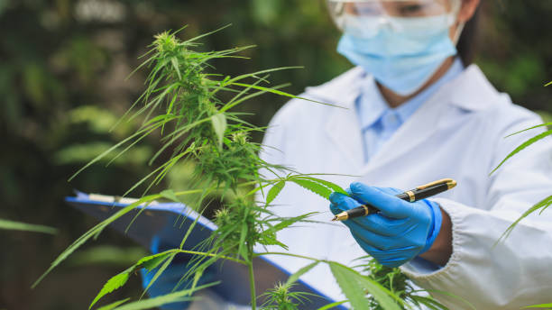 cannabis research scientists examine and analyze hemp plants. sign the results with a laptop in the greenhouse. concept of herbal alternative medicine, cbd oil. research on its therapeutic use. - legalization imagens e fotografias de stock