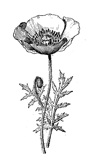 Antique illustration: Poppy