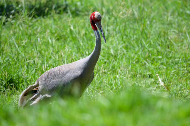 Eastern Sarus Crane (Grus antigone) on the meadow at Thailand.