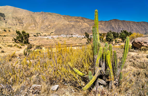 istock Cactus plants at the Colca Canyon in Peru 1347271468