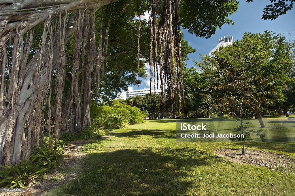 Banyon Bäume in florida - Lizenzfrei Baum Stock-Foto