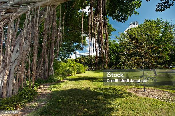 Árboles Banyon En Florida Foto de stock y más banco de imágenes de Árbol - Árbol, Aire libre, Ajardinado