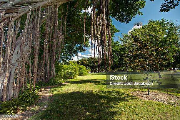 Люкс Banyon Деревьев В Флорида — стоковые фотографии и другие картинки Дерево - Дерево, Без людей, Ботаника