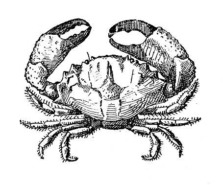 Antique illustration: Crab