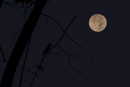 Full moon on the sky with tree branch silhouette.