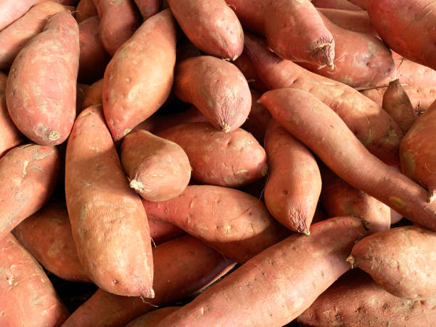 fresh organic yams sweet potatoes garden vegetables farmers marketing - zoete aardappel fotos stockfoto's en -beelden