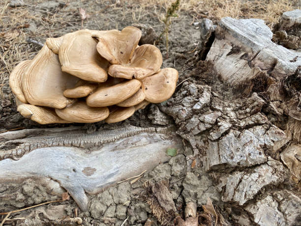 istock natural fallen tree wood log with large wild fungus growing 1347277942