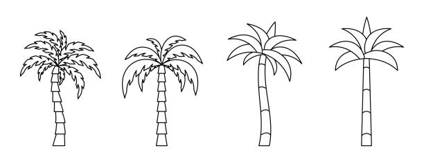 illustrations, cliparts, dessins animés et icônes de icônes de palmiers. ensemble d’icônes linéaires de cocotier. illustration vectorielle. - tropical climate airplane island hawaii islands