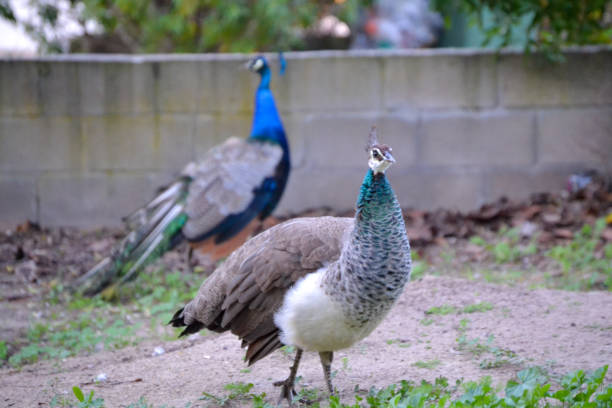 istock Peafowl couple 1347278662
