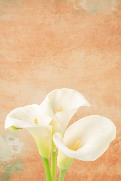 istock white calla Lilly flowers over soft orange background with copy space 1347279106