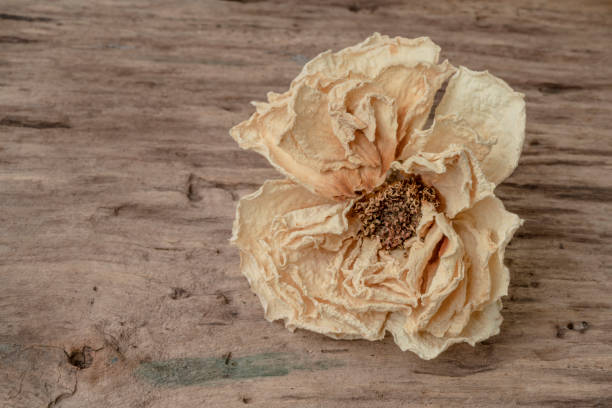 one dried rose flower on the wooden table with copy space
