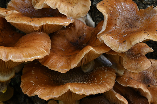 Mature honey mushrooms growing in a tree stump on a Connecticut roadside in October, after rain