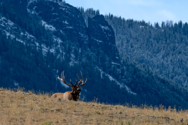 istock Bull elk bugling on mountain ridge, rounding up elk cows 1347280606