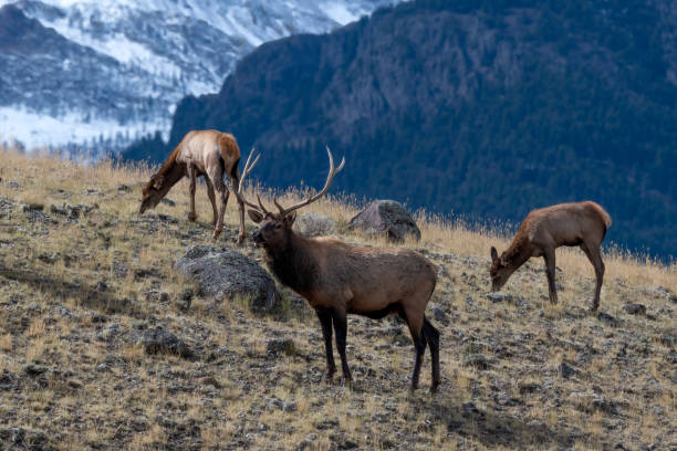 istock Bull elk bugling, rounding up elk cows 1347280648