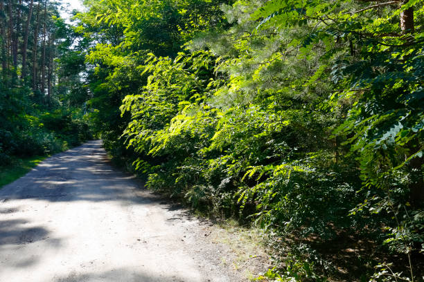 istock Dirt road runs among the trees in the forest 1347281634