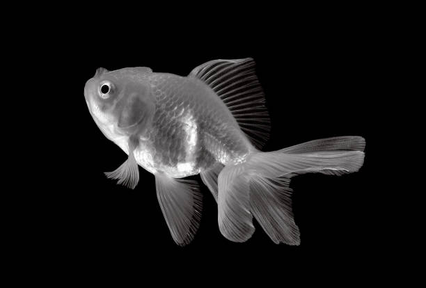istock white gold fish on black background 1347282187