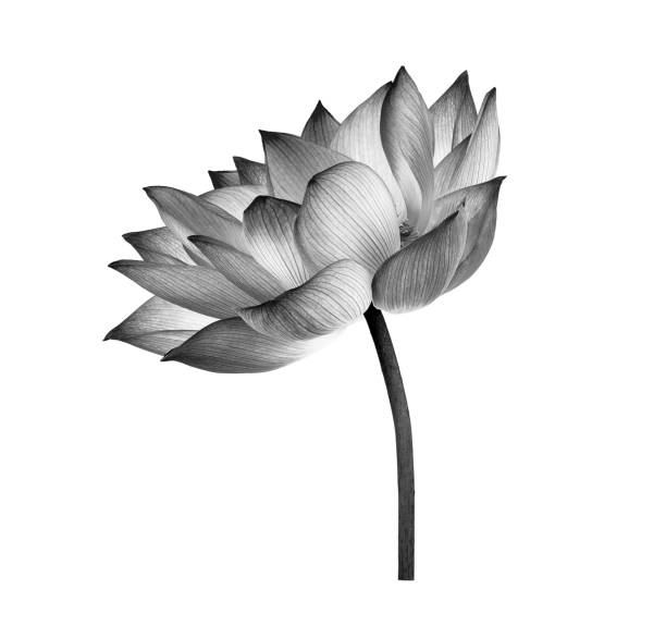 istock black lotus flower on white background 1347282531