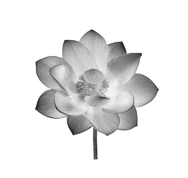 istock Lotus in black and white on white background 1347282538