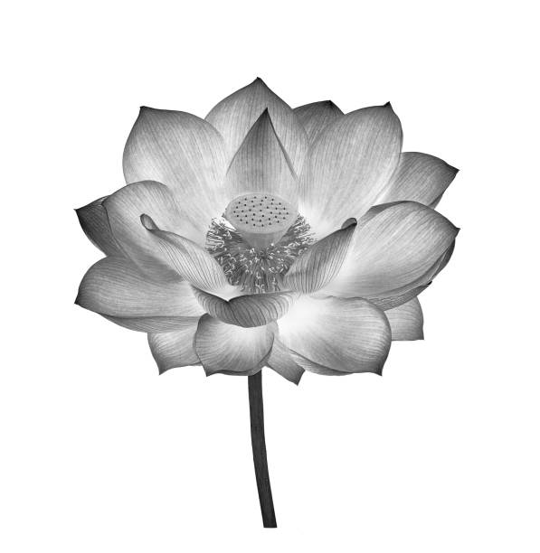 istock Lotus in black and white on white background 1347282543