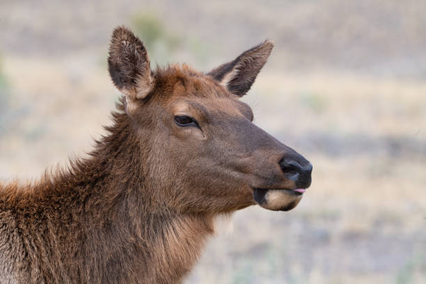 istock Elk cow and her young calf has just crossed river 1347282596
