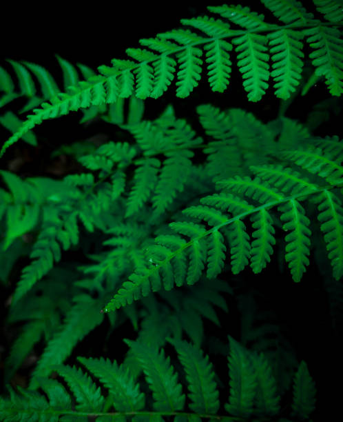 istock fern leaf in a tropical forest area 1347282750