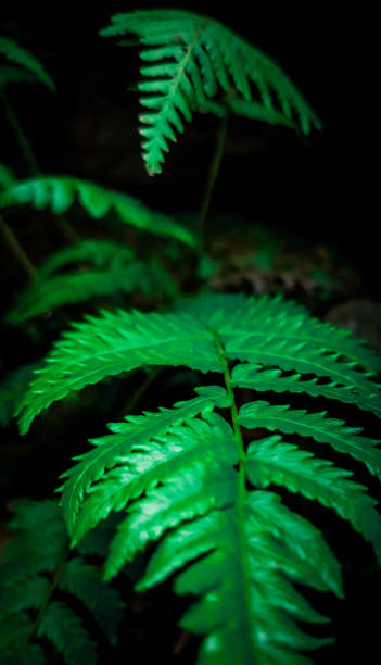 istock fern leaf in a tropical forest area 1347282762