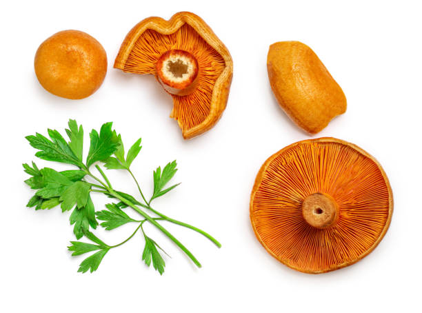 istock Red pine mushrooms  with parsley leaf  isolated  on white background. Top view.  Flat lay. Autumn Food concept 1347284525
