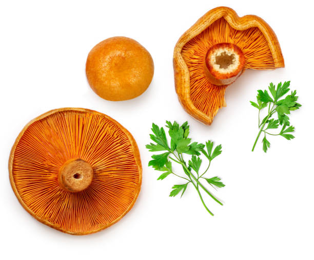 istock Red pine mushrooms  with parsley leaf  isolated  on white background. Top view.  Flat lay. Autumn Food concept 1347284533