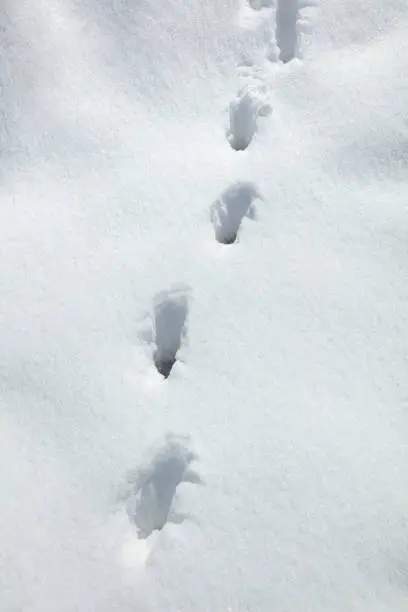 Human footprints in the snow