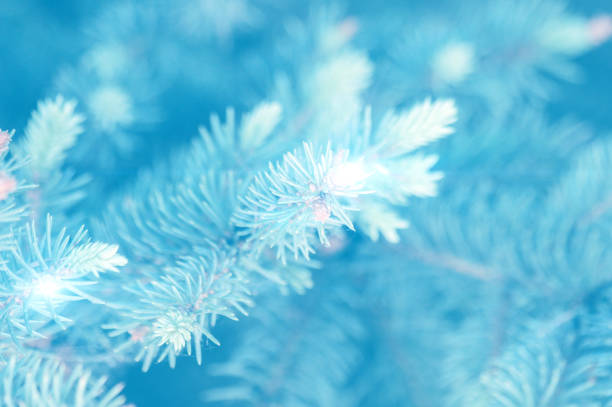 istock Christmas theme. A fir tree branch on light blue blurred background. Selective focus. 1347287911