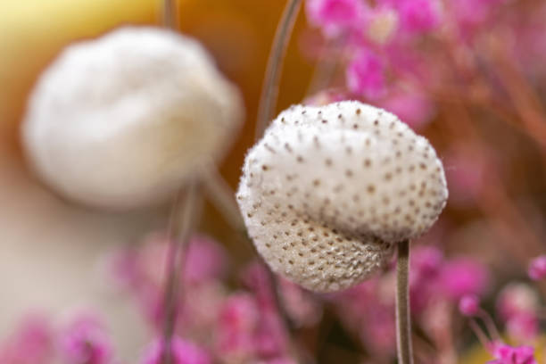 October 2021: Close-up of white seed heads of Japanese Anemone also called Windflower