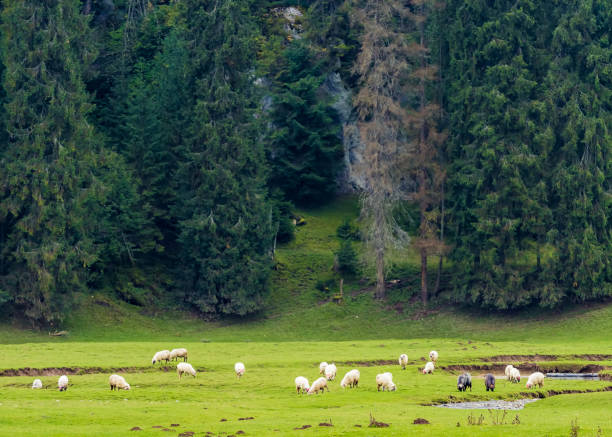 Landscape with white sheep grazing. Peaceful scenery image.