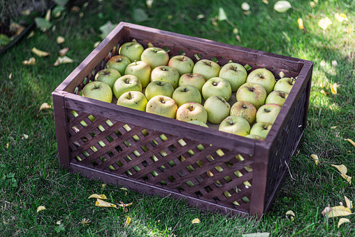 Ripe apples in the wooden boxes. Organic fruit harvesting in the autumn orchard garden.