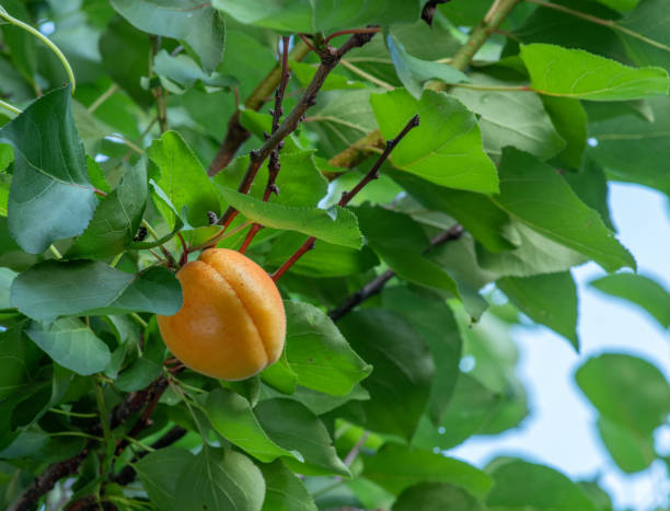 istock Ripe apricot fruit between green foliage of apricot tree. 1347291982