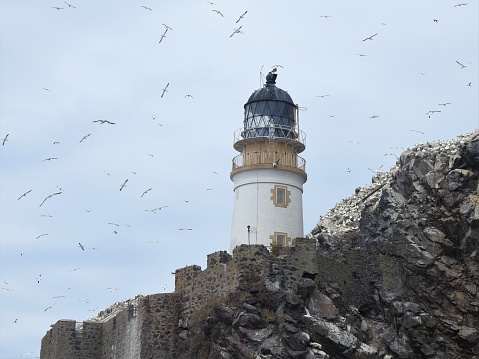 The birds are in the sky and on the rock near the lighthouse. There is a dead gannet suspended from one of the railings near the top of the tower.