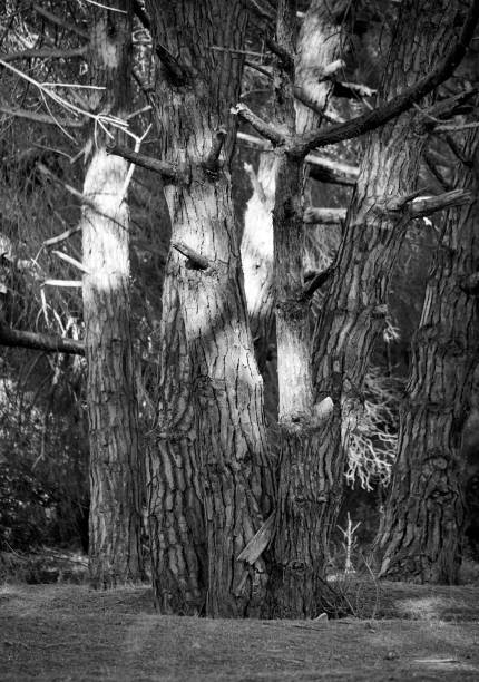 istock Group of trees in the forest 1347293717