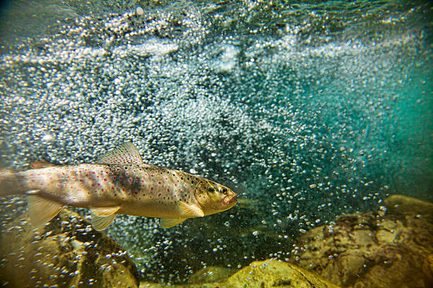 big brown trout schwimmen im wasser - brown trout stock-fotos und bilder