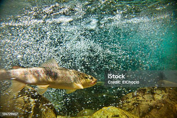 Big Кумжа Плавающие В Воде — стоковые фотографии и другие картинки Форель - Форель, Ручей, Кумжа