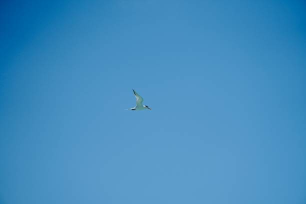 istock Seagulls flying against blue sky background 1347295786