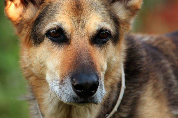 istock Closeup of German Shepherd dog head. 1347295971