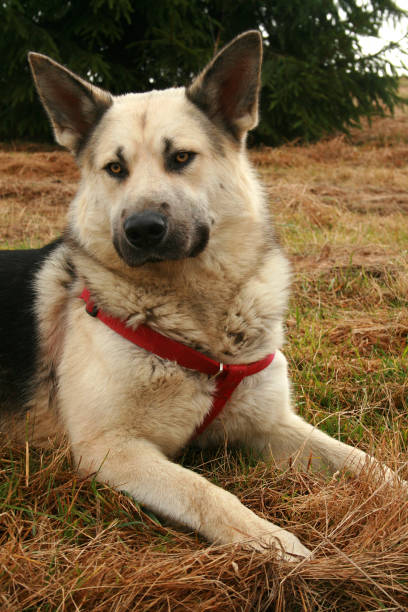 istock Closeup of husky dog head. 1347296045