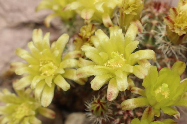 fleurs « nylon hedgehog cactus » - echinocereus viridiflorus - desert cactus flower hedgehog cactus photos et images de collection