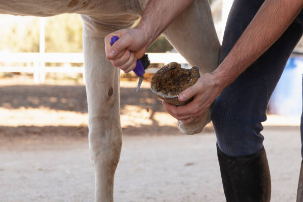 istock A man cleaning a horse's hooves 1347297365
