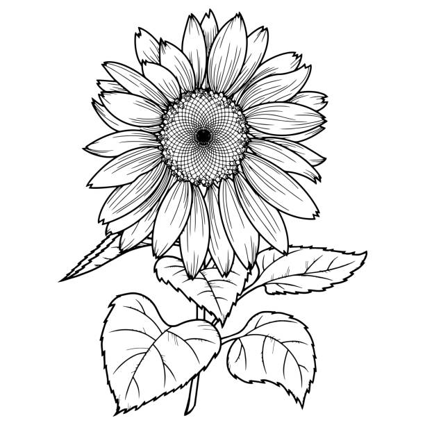 ilustracja wektorowa, duży kwiat słonecznika z liśćmi na przezroczystym tle - nave stock illustrations