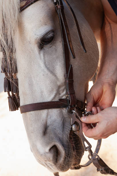 istock Close-up of hands adjustig horse's rains 1347297596