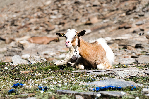 Goat in the Swiss Alps. Juicy gentians in the foreground.