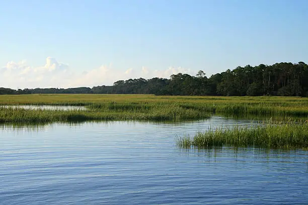 Photo of Island Marsh