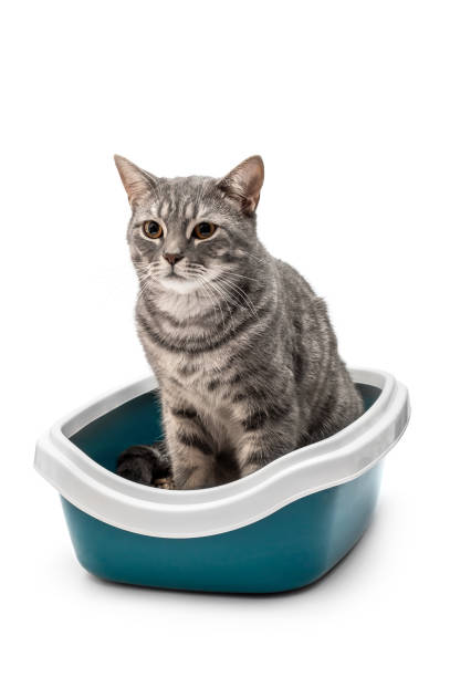 istock Grey cat in plastic litter box. Isolated on white. 1347300972