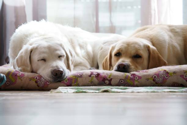 istock Labrador retriever dogs resting on his bed 1347301151