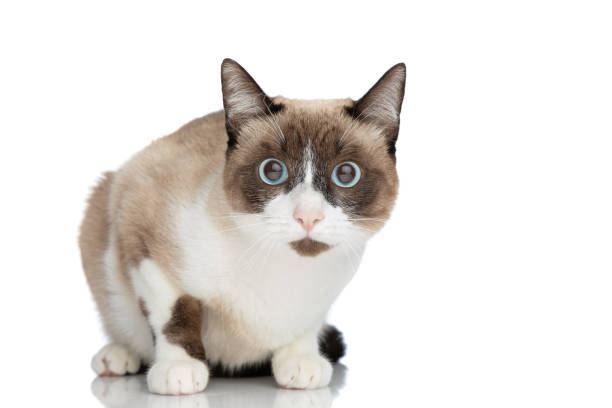 istock adorable small metis kitty with blue eyes sitting in studio 1347302730